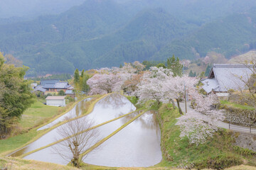 津市美杉町　三多気の桜