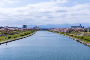 三重県四日市市　海蔵川の桜並木5