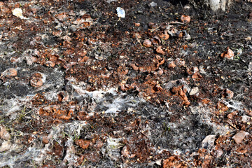 The surface of the spring earth with the remains of rotten fruit trees and mold
