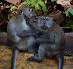 Two macaque monkeys caring for each other in a park in Malaysia