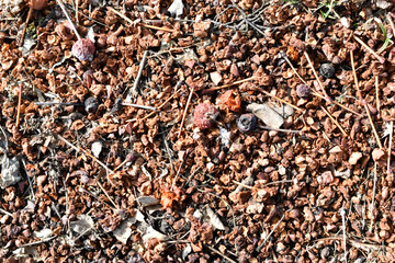 Soil with the remains of bird feces and dried berries in the spring