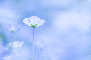 水色のネモフィラ
