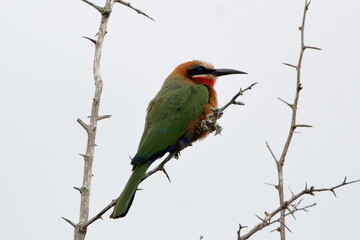 White Fronted Bee-Eater
