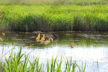 Laguna cerca de playa
