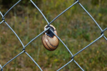 Caracol en reja © JMVV