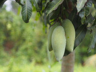 Barracuda Mango Green fruit is sour Scientific name Mangifera indica L. Var., Light on tree in...