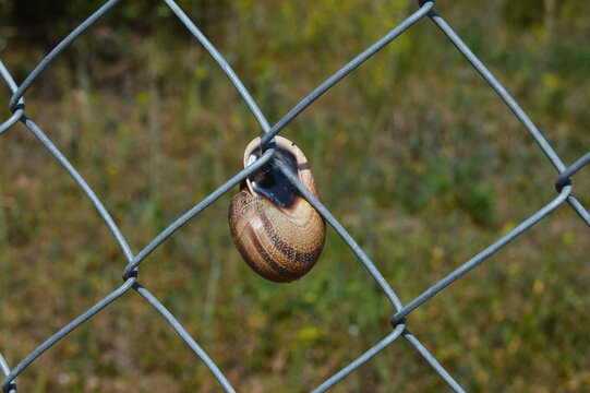 Caracol en reja