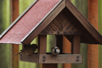 der Haussperling im Vogelhäuschen