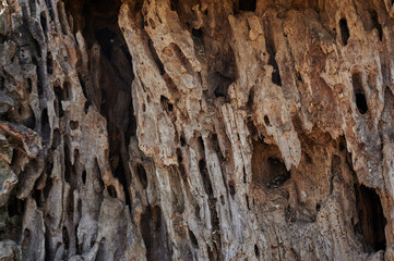 old tree stump is a very close-up view from the side