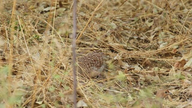 close up shot of grey francolin or grey partridge or Francolinus pondicerianus family with chicks or babies in forest at Ranthambore national park or tiger reserve rajasthan india