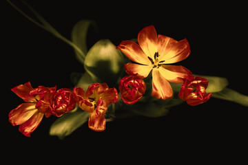 Orange tulips tulips on a black background.