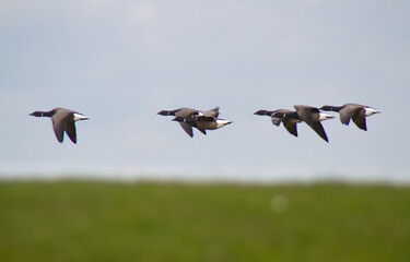 Bird migration: flock of Brant geese in flight above a grassy dike
