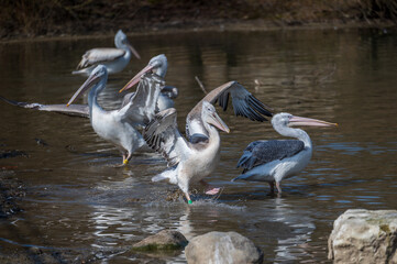 Vögel im Park