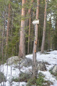 apine forest in april