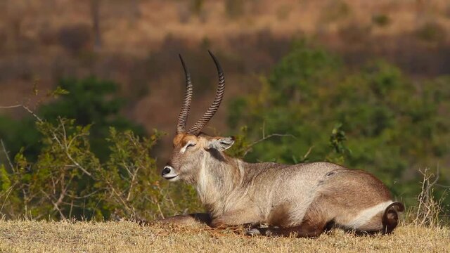 Common Waterbuck male lying down and ruminating in Kruger National park, South Africa ; Specie Kobus ellipsiprymnus family of Bovidae