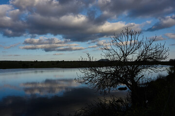 tree lake