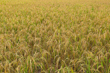 Yellow rice fields full of fields
