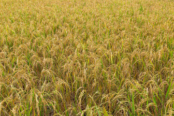 Yellow rice fields full of fields