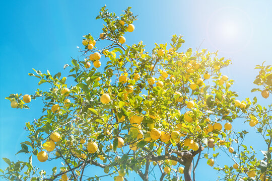 lemon tree with sun rays and blue sky