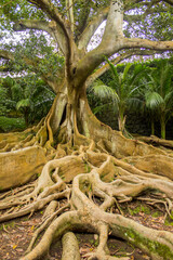Fototapeta premium Tree with enormous roots. 