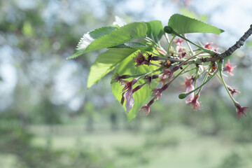 散り終えたの桜　葉桜　4月