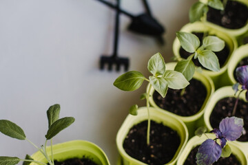 Young seedlings of green and purple basil in green plastic pots.