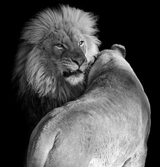 Black and white portrait of an African lion and lioness couple showing affection isolated on a black background