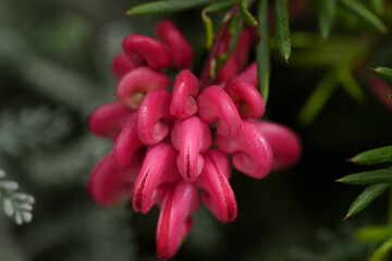 floraison du grevillea