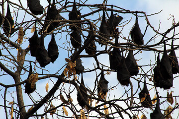 bats on the tree