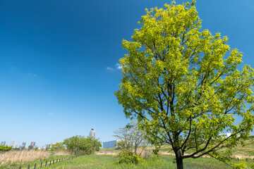 春の埼玉県川口市の風景　荒川河川敷　4月