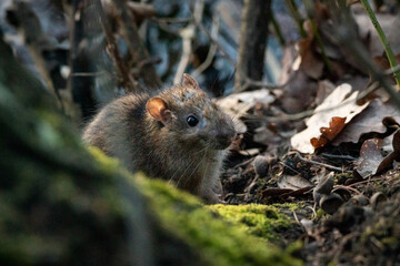 mouse in the forest