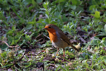 European robin (Erithacus rubecula) foraging on the ground for food on a spring afternoon in April