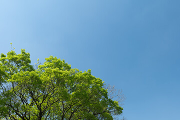 Obraz premium 春の青空と新緑の木 4月