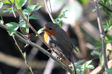 European robin (Erithacus rubecula) perched on tree on a spring afternoon in April