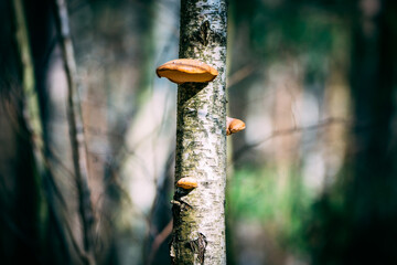 mushroom on tree