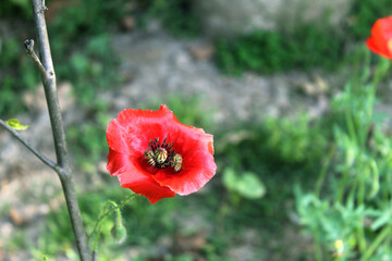 red poppy flower