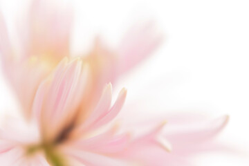 Chrysanthemum close-up. Pink flower art