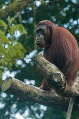 Face to face with female orangutan (orang-utan) in their natural environment in the rainforest on Borneo (Kalimantan) island with dense trees 