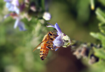 Honey bee on a rosmary flower