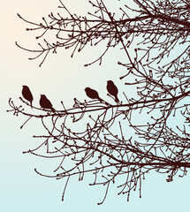 Nature background of silhouettes birds on tree branches in spring forest