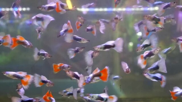 guppy fish in aquarium