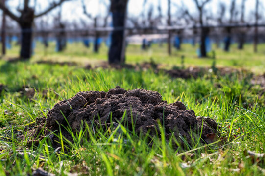 Maulwurfshügel auf einem Rasen als Ärgernis für Gärtner
