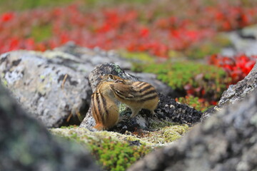 ウラシマツツジの紅葉とシマリス
