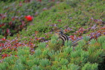 ウラシマツツジの紅葉とシマリス