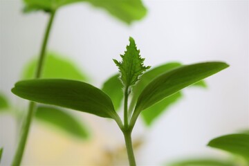 Fototapeta premium A young cucumber plant as a close up