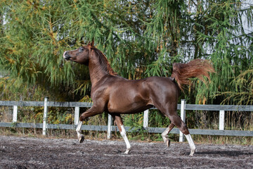 Beautiful chestnut horse running in paddock on the sand background