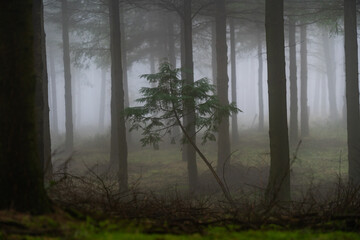Mysterious Otzarreta forest. Gorbea natural park, Basque Country, Spain