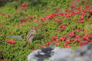 ウラシマツツジの紅葉とシマリス