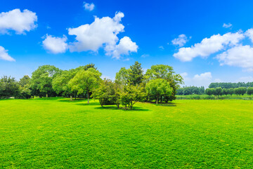 Green grass and trees in spring season.