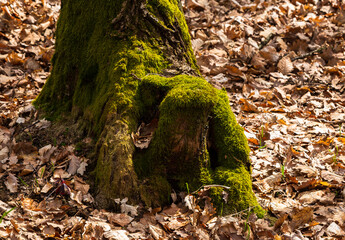 Slovácko, Buchlovice